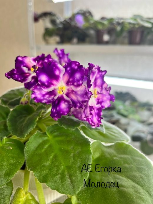 АЕ-Егорка-Молодец