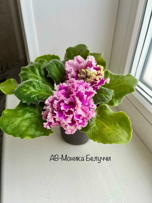 АВ-Моника Белуччи