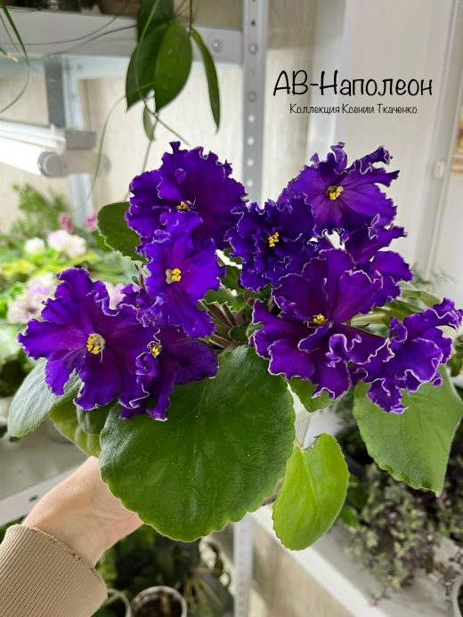 АВ-Наполеон