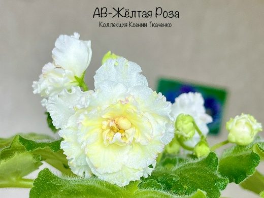 АВ-Жёлтая Роза