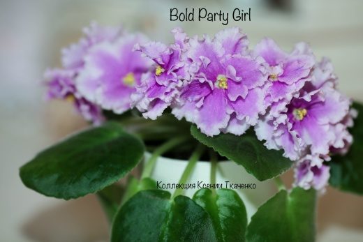 Bold Party Girl