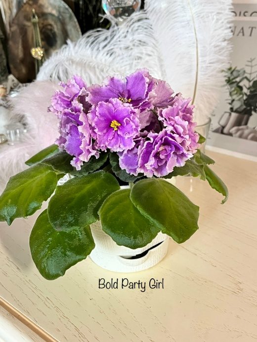 Bold Party Girl