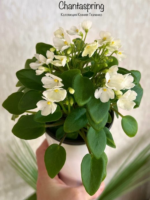 Chantaspring