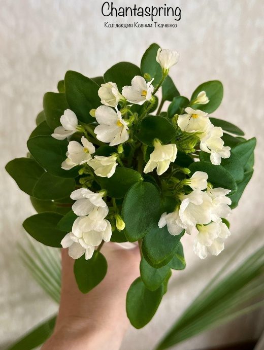Chantaspring