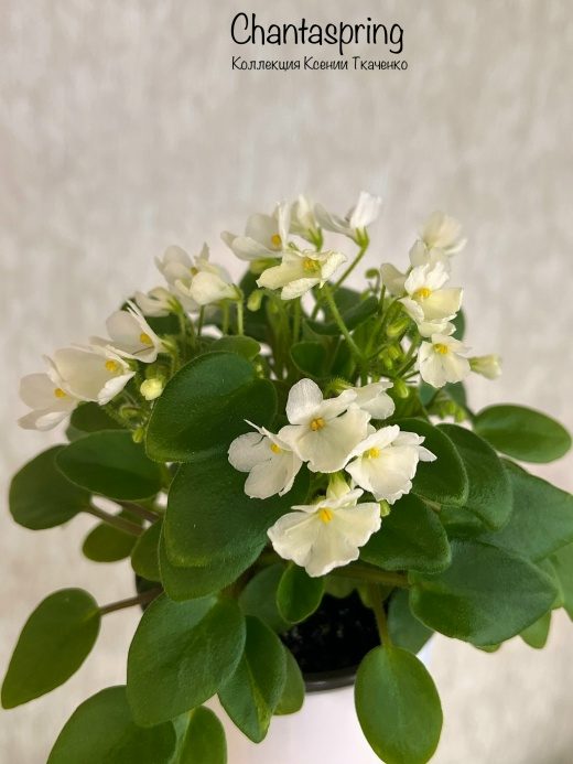 Chantaspring