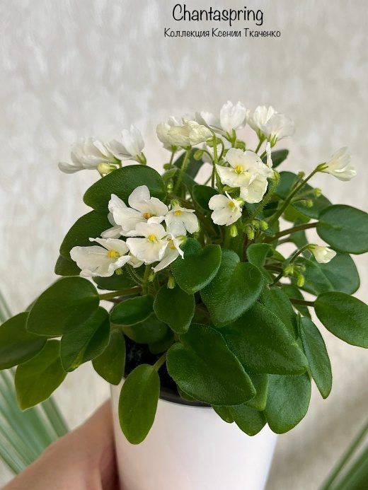 Chantaspring