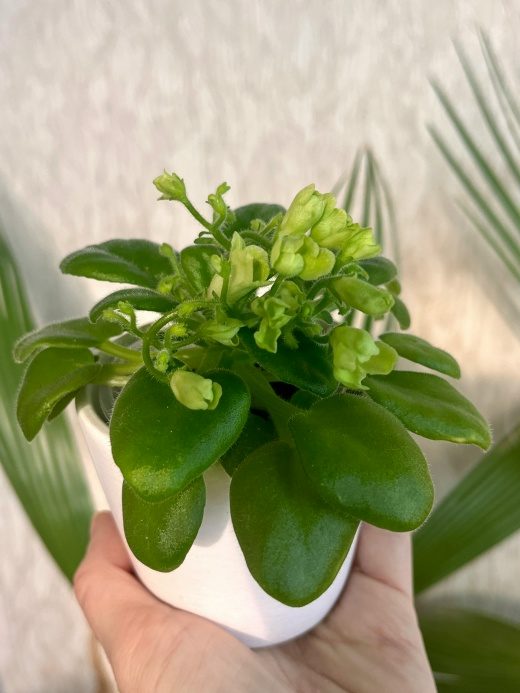 Emerald Bell