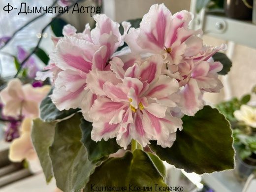Ф-Дымчатая Астра