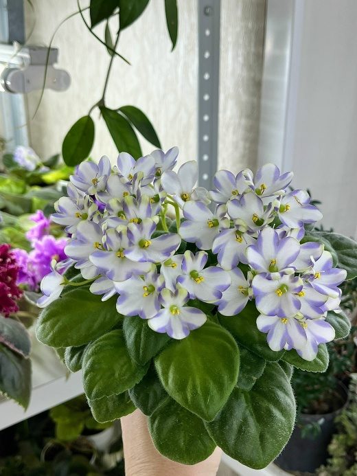 Химера Марина Цветаева