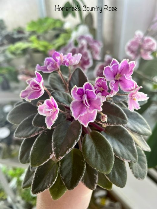 Hortense's Country Rose