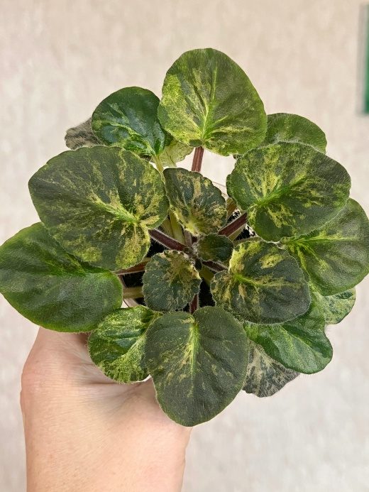 Huckleberry