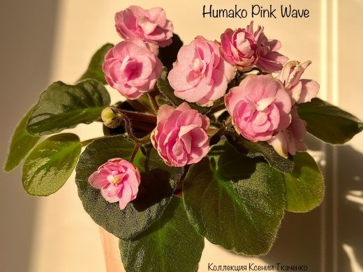 Humako Pink Wave