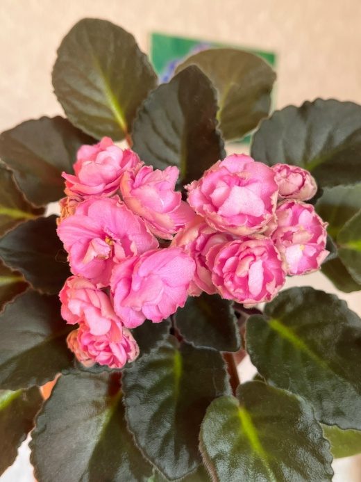 Humako Pink Wave