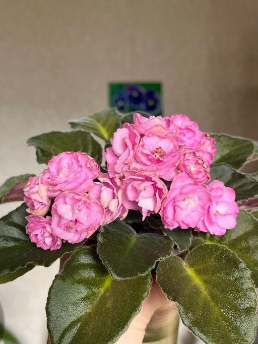 Humako Pink Wave
