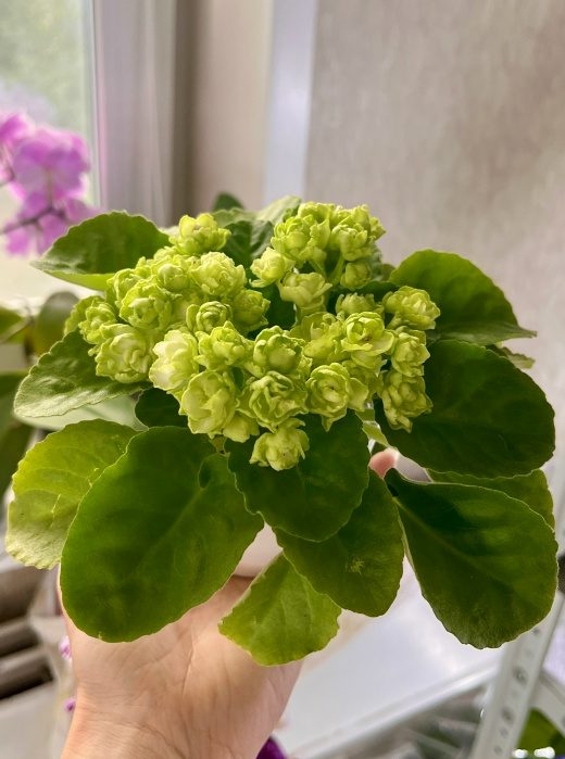 Hunter's Cabbage Goddess