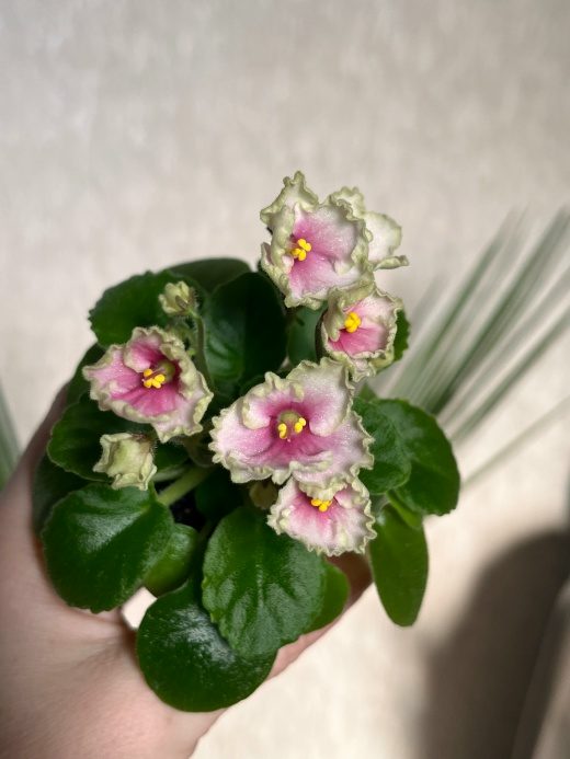 Hunter's Coral Caress