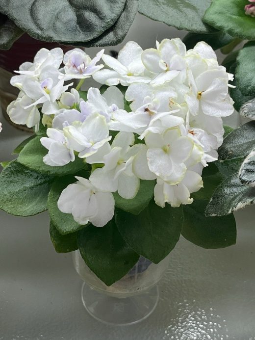Jolly Orchid