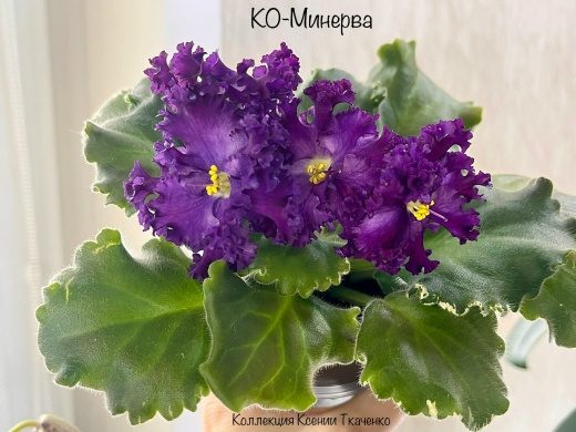 КО-Минерва