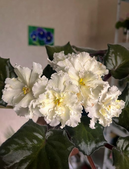 ЛЕ-Бриллиант Тиффани