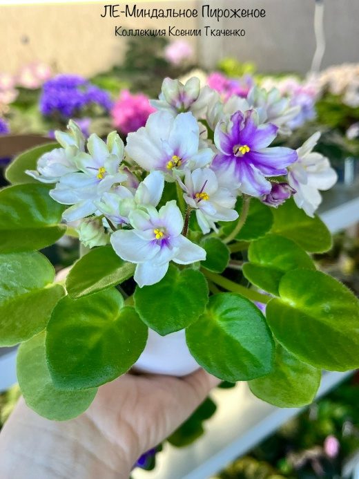 ЛЕ-Миндальное Пирожное