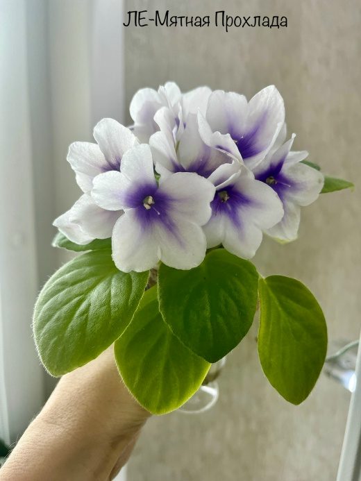 ЛЕ-Мятная Прохлада