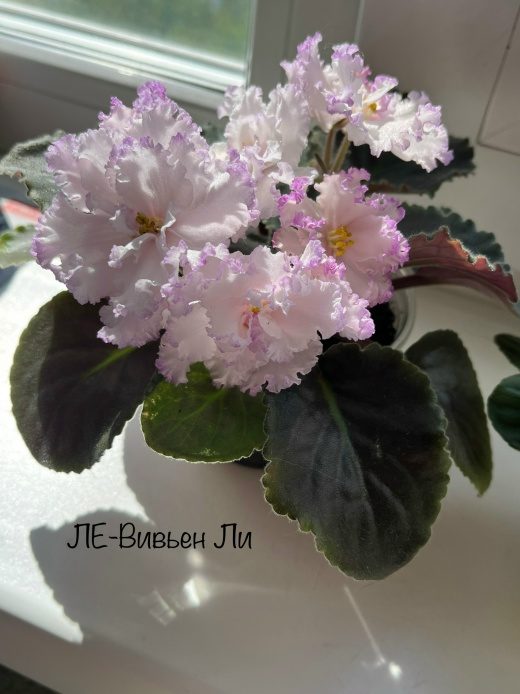 ЛЕ-Вивьен Ли