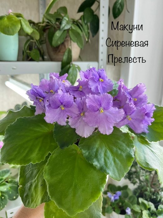 Макуни-Сиреневая Прелесть