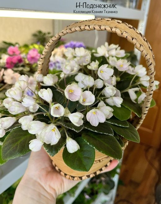 Н-Подснежник