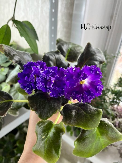 НД-Квазар