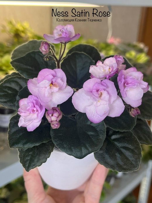 Ness' Satin Rose