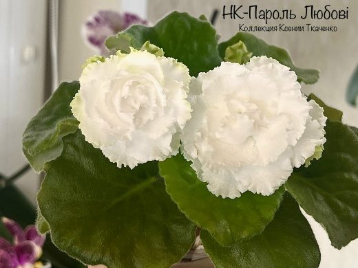 НК-Пароль Любовi