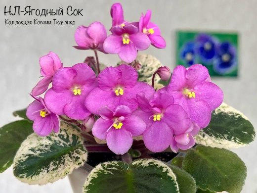 НЛ-Ягодный Сок