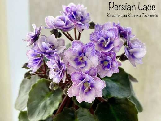 Persian Lace