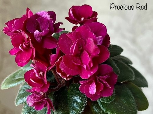 Precious Red