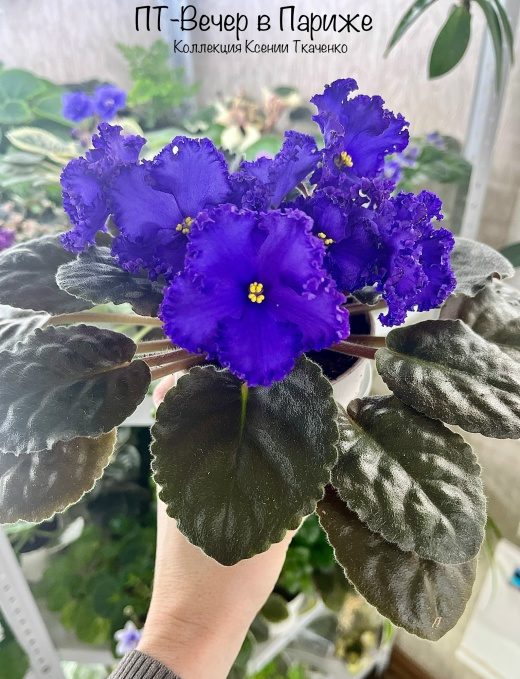 ПТ-Вечер в Париже