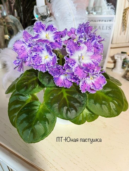 ПТ-Юная Пастушка