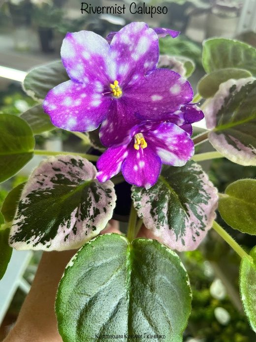Rivermist Calypso