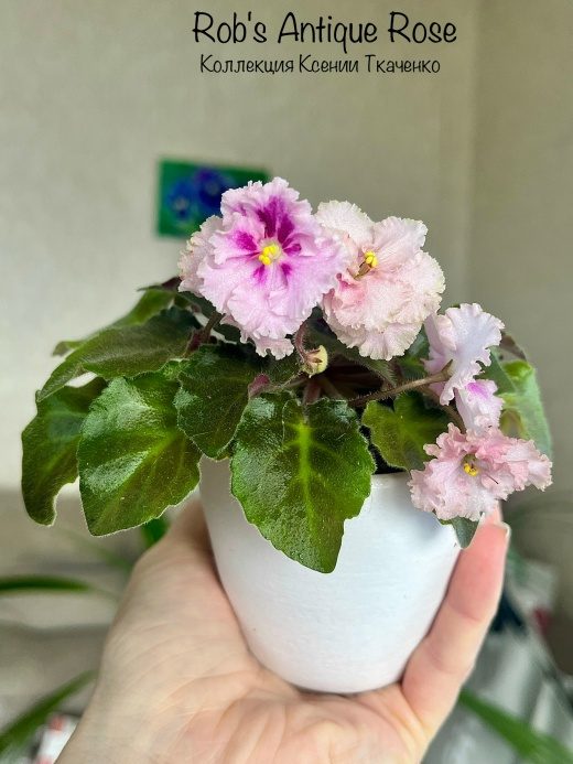 Rob's Antique Rose