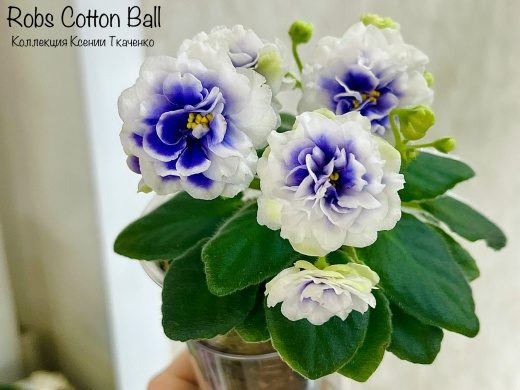 Rob's Cotton Ball