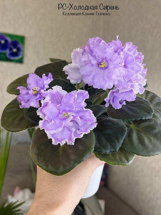 РС-Холодная Сирень