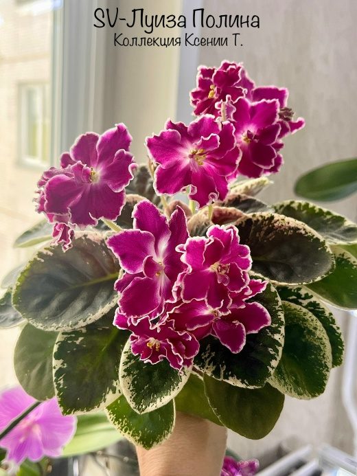 SV-Луиза Полина