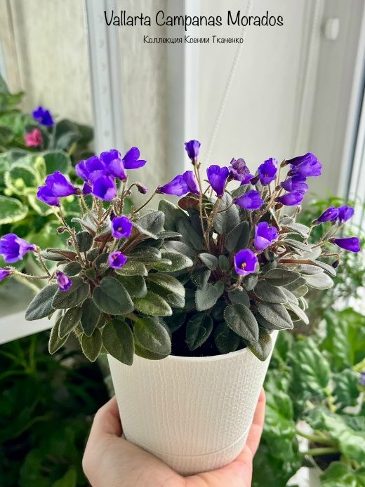 Vallarta Campanas Moradas