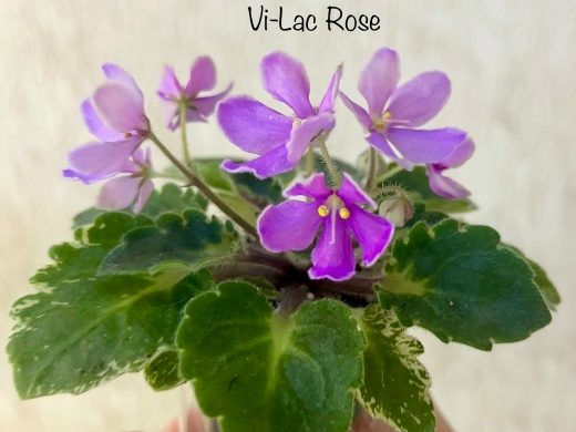 Vi-Lac Rose