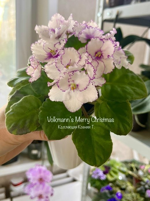 Volkmann's Merry Christmas